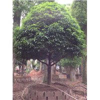 湖南桂花树