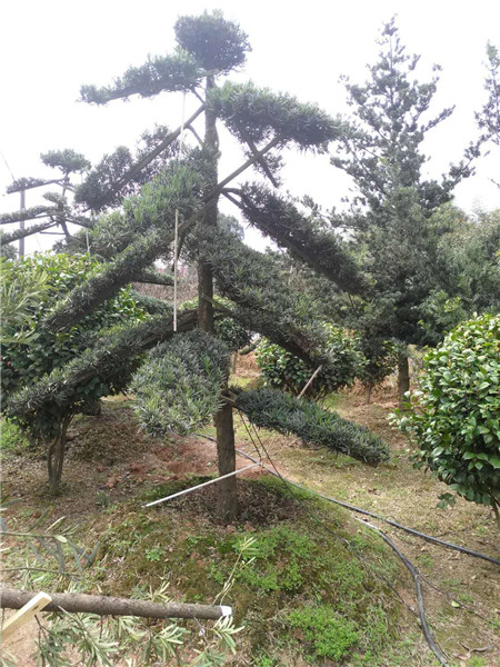 湖南罗汉松-优质造型罗汉松