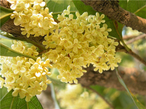 长沙桂花树批发