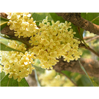 长沙桂花树批发