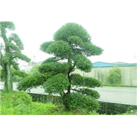 长沙造型榆树