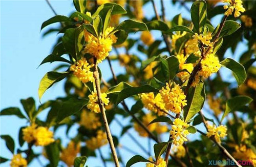 湖南桂花树