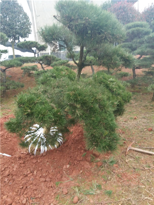 长沙黑松批发 