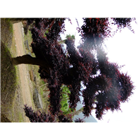 长沙红花继木桩景