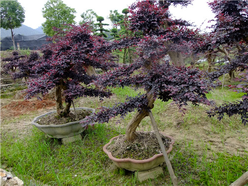 长沙红花继木桩景