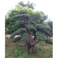 湖南造型榆树