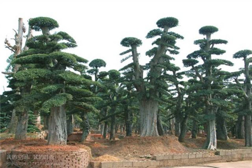 湖南造型榆树