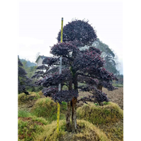 红继木桩-供应红继木桩