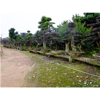 长沙红花继木桩景