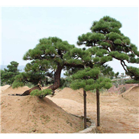 湖南黑松