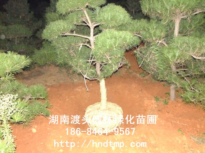 长沙黑松批发信息/出售 