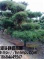湖南黑松价格-黑松1