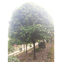 长沙桂花树批发