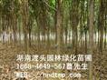 湖南桂花树批发 