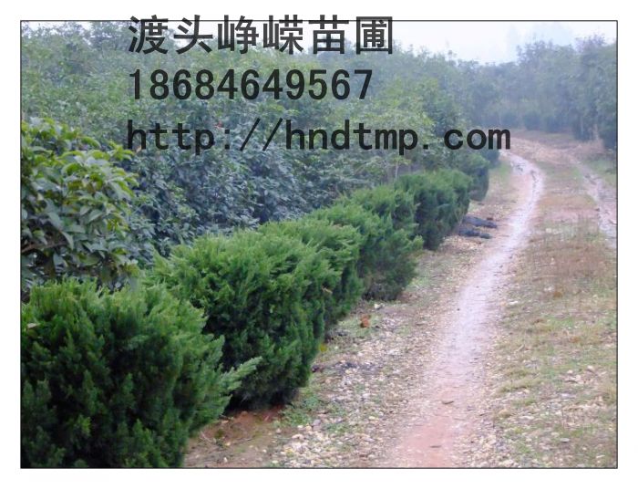 湖南龙柏价格-龙柏信息 