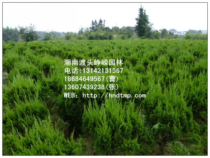出售湖南龙柏 