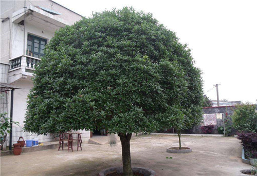 湖南桂花树