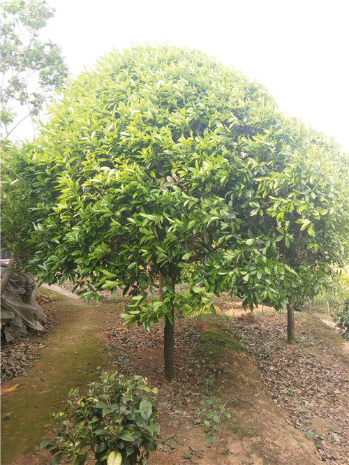 湖南桂花树批发