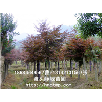 湖南红枫批发