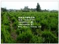 湖南龙柏价格-龙柏4