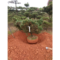 长沙桂花树批发