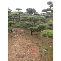 长沙苗圃黑松