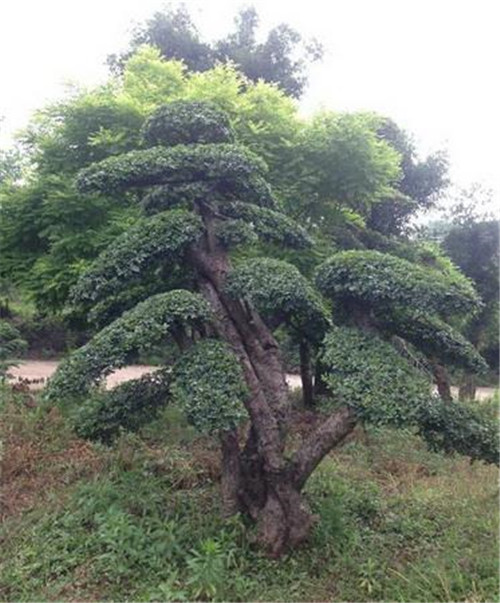 湖南造型榆树