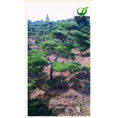 湖南造型黑松批发-黑松6 