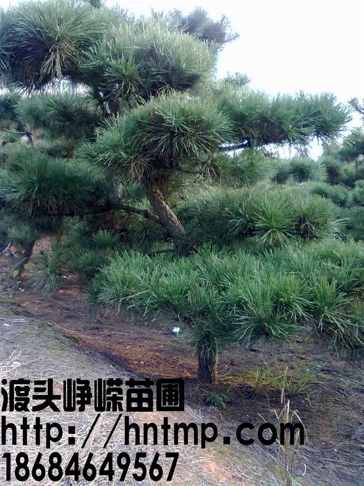 湖南黑松价格-黑松10 