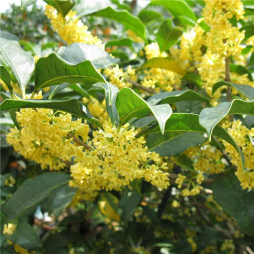 湖南桂花树 