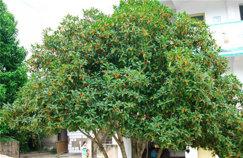 湖南桂花树