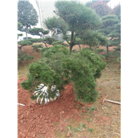 长沙黑松批发 