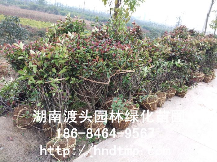湖南长沙花木红叶石楠球基地 