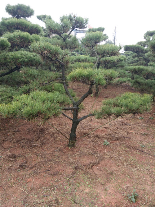 湖南造型黑松