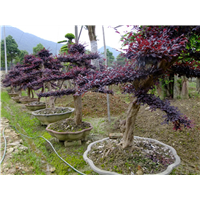 长沙红花继木桩景