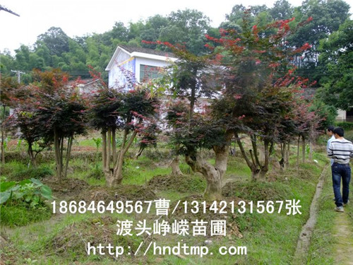长沙红枫桩景批发