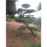 黑松-湖南黑松-黑松价格-黑松批发