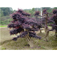 长沙红花继木桩景