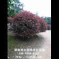 浏阳柏加红叶石楠球基地 
