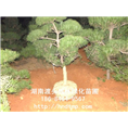 长沙黑松批发信息/出售 