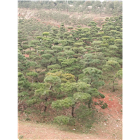 长沙黑松批发 