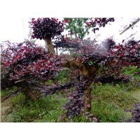 长沙红花继木桩景 