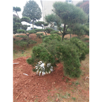 湖南哪里有黑松 