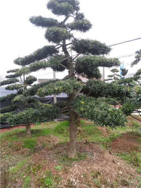 罗汉松-造型罗汉松