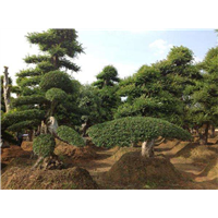 湖南造型榆树