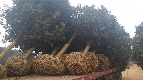 湖南桂花树