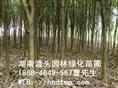 出售湖南桂花树4-8CM 