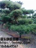湖南黑松价格-黑松10 