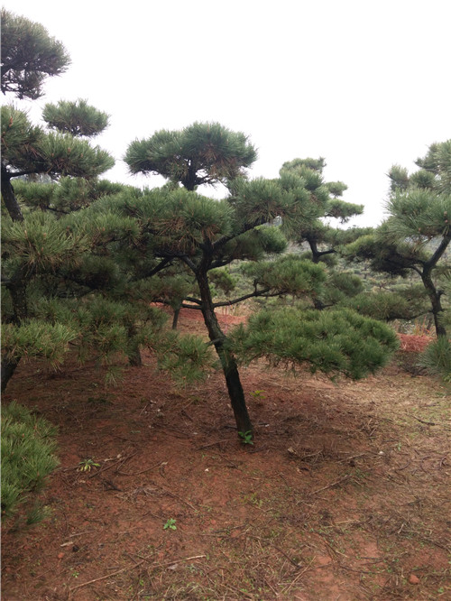 长沙黑松批发 