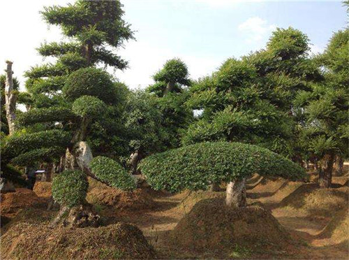 湖南造型榆树